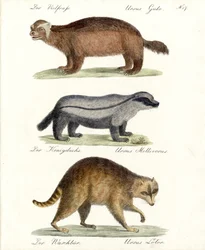 Lobezno, tejón melero y mapache (impresión)