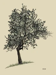 Árbol de hoja caduca 1924