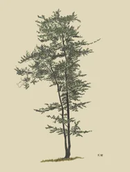 Árbol de hoja caduca, hacia 1924