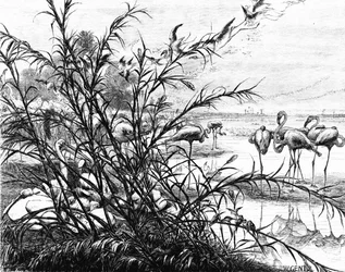 Un parlamento de aves en el lago Menaleh