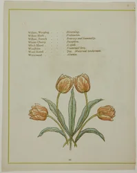 Ilustración decorativa, de El lenguaje iluminado de las flores