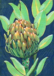 Vibrante flor de protea