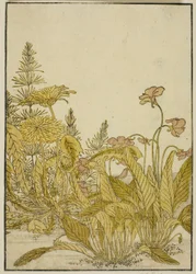 Flores de primavera: violetas y dientes de león, del libro "Espejo de mujeres hermosas de los barrios de placer (Seiro bijin awase sugata kagami)," vol. 1