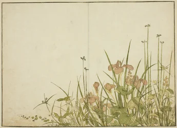 Flores de verano: lirios y plantagos de agua, del libro "Espejo de mujeres hermosas de los barrios de placer (Seiro bijin awase sugata kagami)," vol. 1