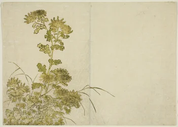 Flores de invierno: crisantemos, del libro "Espejo de mujeres hermosas de los barrios de placer (Seiro bijin awase sugata kagami)," vol. 1
