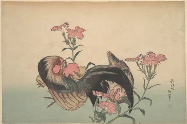 Gallo, gallina y nadeshiko (Dianthus superbus)