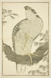 Halcón, de El libro de pinturas realistas de Hokusai (Hokusai shashin gafu)