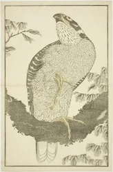 Halcón, del Libro de Imágenes de Pinturas Realistas de Hokusai (Hokusai shashin gafu)