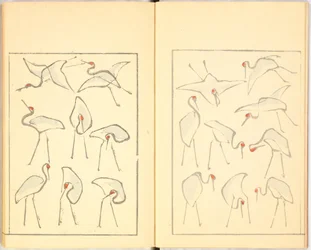 Libro ilustrado