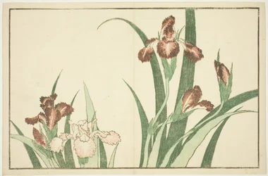 Iris, del Libro de Pinturas Realistas de Hokusai (Hokusai shashin gafu)