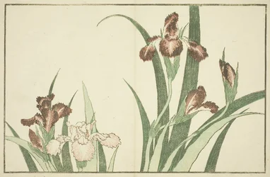 Iris, del Libro de Pinturas Realistas de Hokusai