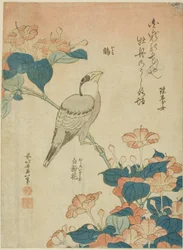 Grosbeak japonés y maravilla de Perú (Ikaru, oshiroi no hana), de una serie sin título de flores y pájaros