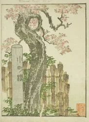 Cerezo Komachi (Komachi zakura), del libro ilustrado "Libro de imágenes de diversiones del Este (Ehon Azuma asobi)"