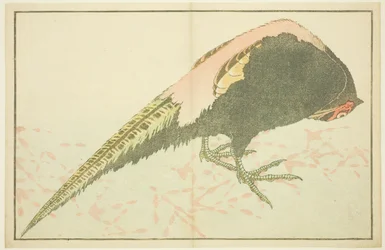 Faisán macho, del Libro de Pinturas Realistas de Hokusai (Hokusai shashin gafu)