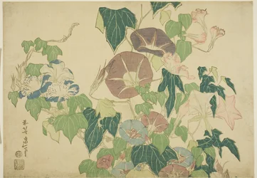 Glorias de la mañana y rana arbórea, de una serie sin título de flores grandes