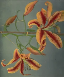 Lirio, 1896