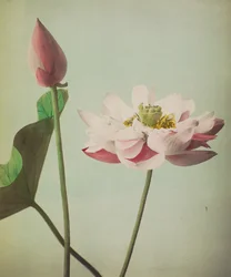 Loto, 1896