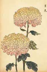 Crisantemo híbrido dorado y rosa pompón.,1893 (grabado)