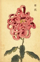 Crisantemo híbrido rosa y carmesí.,1893 (grabado)