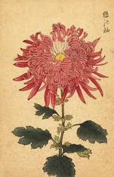 Crisantemo híbrido de pluma rosa.,1893 (grabado)
