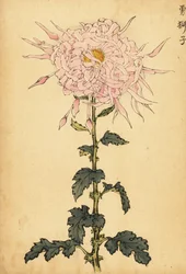 Crisantemo rosa híbrido, 1893 (grabado)