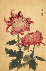 Crisantemo híbrido rosa salmón, 1893 (grabado)