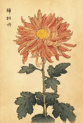 Crisantemo híbrido rosa salmón, 1893 (grabado)