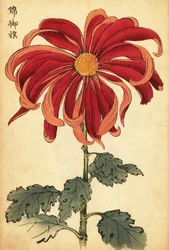 Crisantemo híbrido escarlata y rosa.,1893 (grabado)