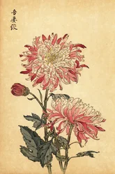 Crisantemo híbrido abigarrado blanco y rosa.,1893 (grabado)