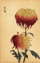 Crisantemo híbrido amarillo, naranja y carmesí, 1893 (grabado)