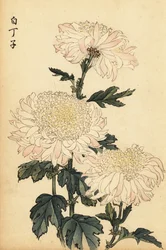 Crisantemo híbrido blanco y rosa.,1893 (grabado)