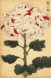 Crisantemo híbrido blanco y escarlata.,1893 (grabado)