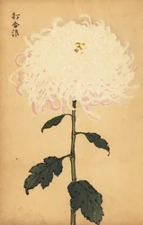 Crisantemo blanco híbrido, 1893 (grabado)