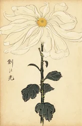 Crisantemo blanco híbrido, 1893 (grabado)