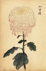 Crisantemo blanco y rosa abigarrado, 1893 (grabado)