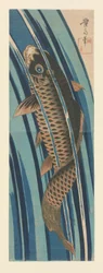 Carpa nadando río arriba
