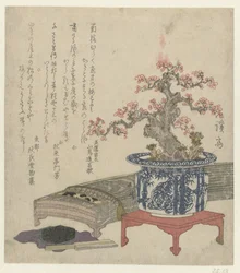 Koto con flor de ciruelo en maceta