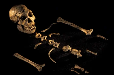 Esqueleto compuesto de cuatro pies y siete pulgadas de altura de individuos encontrados en Dmanisi, Dman..., 2008 (foto)