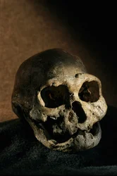 Cráneo de Homo erectus, desdentado, Dmanisi, Georgia Yacimiento de Homo erectus