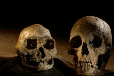Cráneo de Homo erectus, desdentado, y cráneo humano moderno, Dmanisi