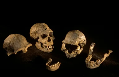 Cráneos y mandíbulas del yacimiento de Homo Erectus de Dmanisi, Georgia