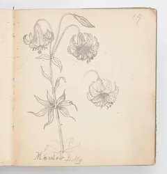 Página de Cuaderno de Bocetos: Lirio de Prado