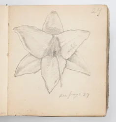 Página de cuaderno de bocetos: Lirio amarillo