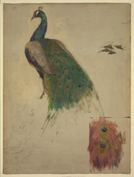 Las ciencias, estudio para el pavo real en el tímpano, galería suroeste, decoración para la Biblioteca del Congreso Resumen/medio