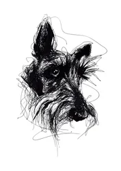Boceto expresivo de un Scottish Terrier