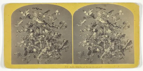 Aves de Nueva Inglaterra, 1855-75. Creadores: Hermanos Kilburn, BW Kilburn