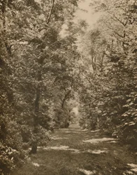 Un Claro en el Bosque a Pocos Cientos de Yardas de Earl
