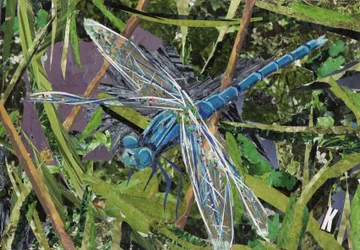 Libélula azul