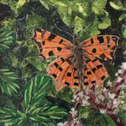 Aleteo - Mariposa coma en japonica