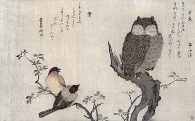 Un Búho y dos Camachuelos Orientales, de un álbum 